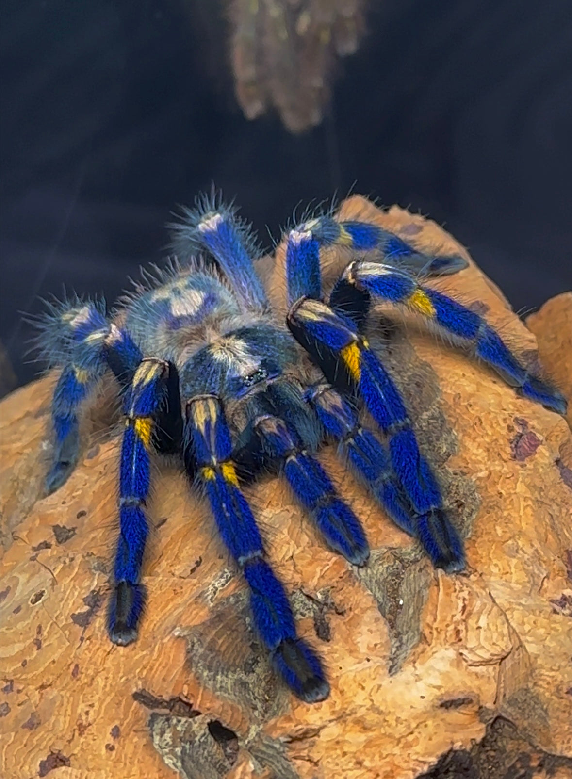 Poecilotheria metallica Tarantula adult female 