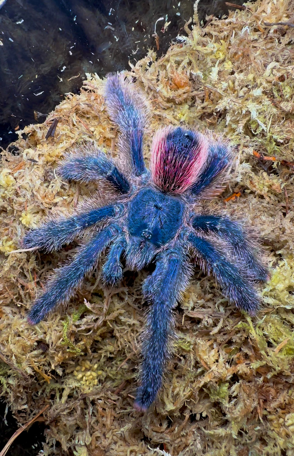 Peru Purple Tarantula - Avicularia Juruensis sub adult female on sphagnum moss close up  