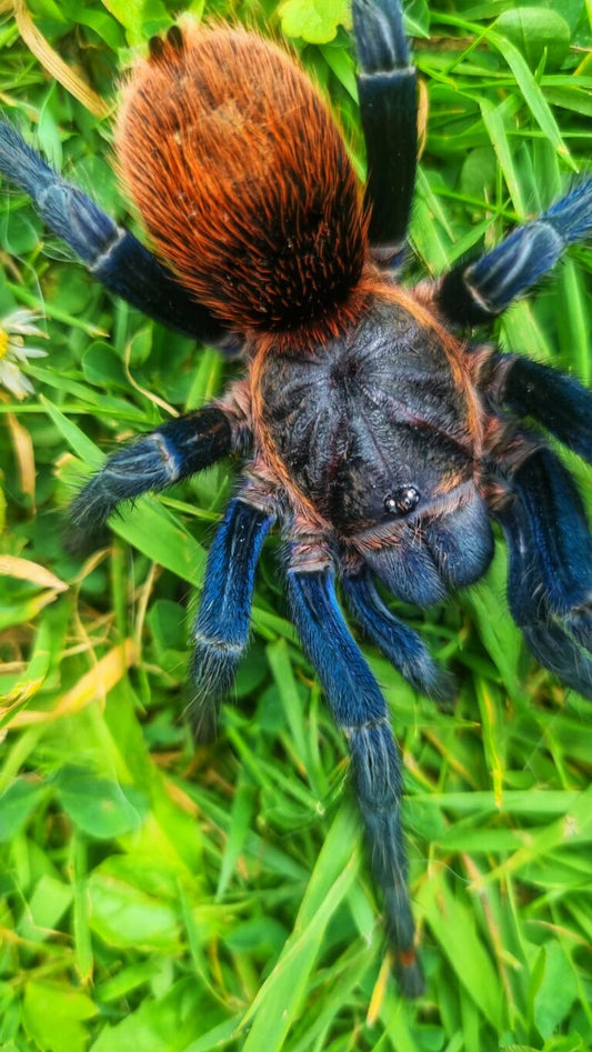 Thrixopelma sp. Highland Blue - The Highland Sapphire Flame - For Sale!