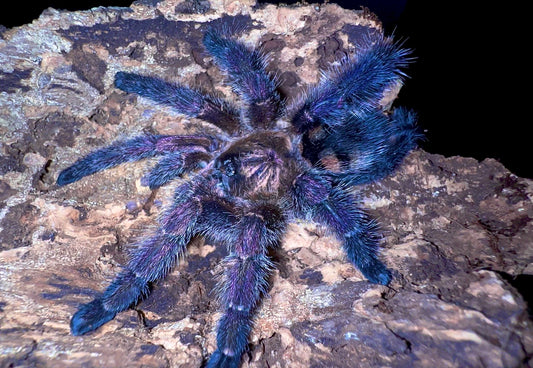 Avicularia sp. Colombia – Purple Pumpkin Patch - For Sale