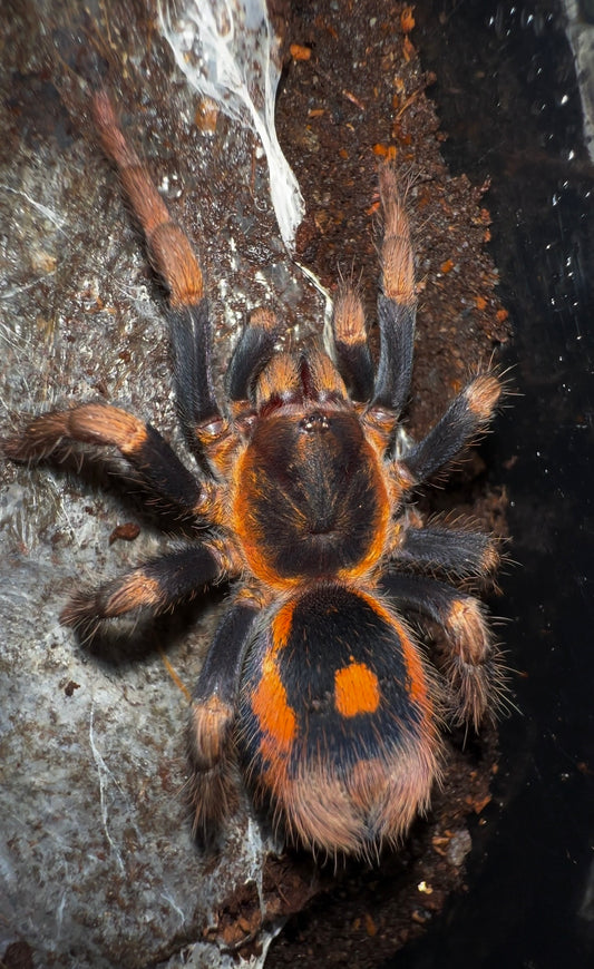 Gothic Speckle Patch tarantula back side close up 