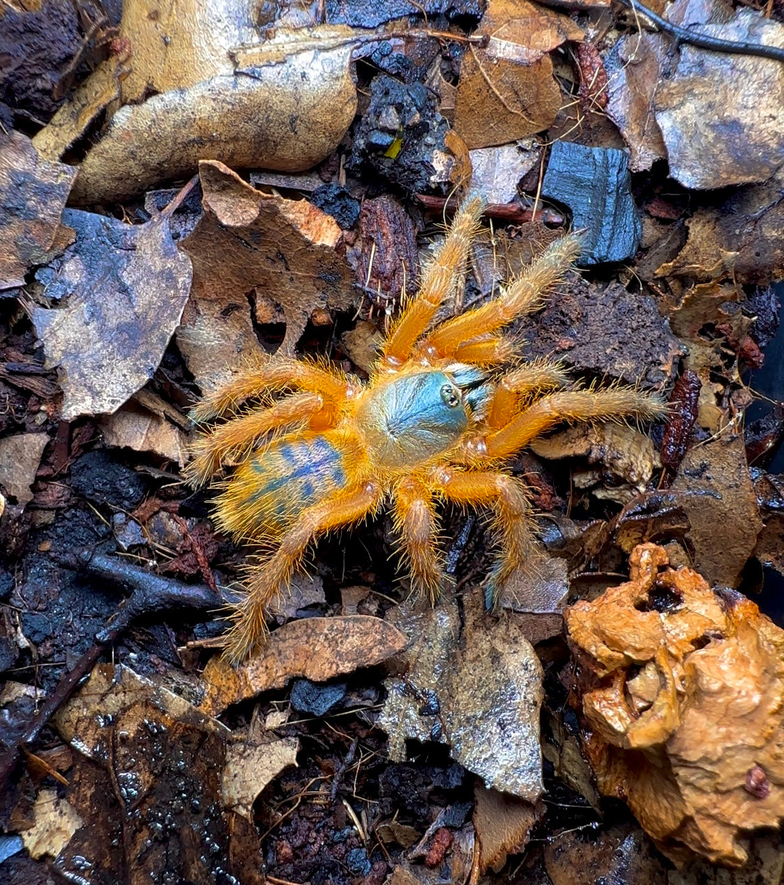 Ornithoctoninae sp. Hon-Sej tarantula detail 