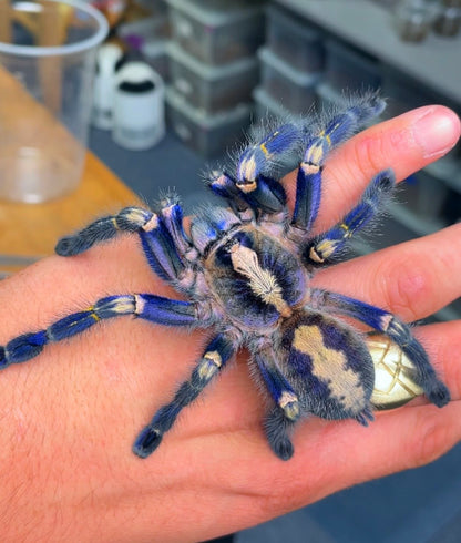 Poecilotheria metallica – Gooty Sapphire Ornamental – For Sale