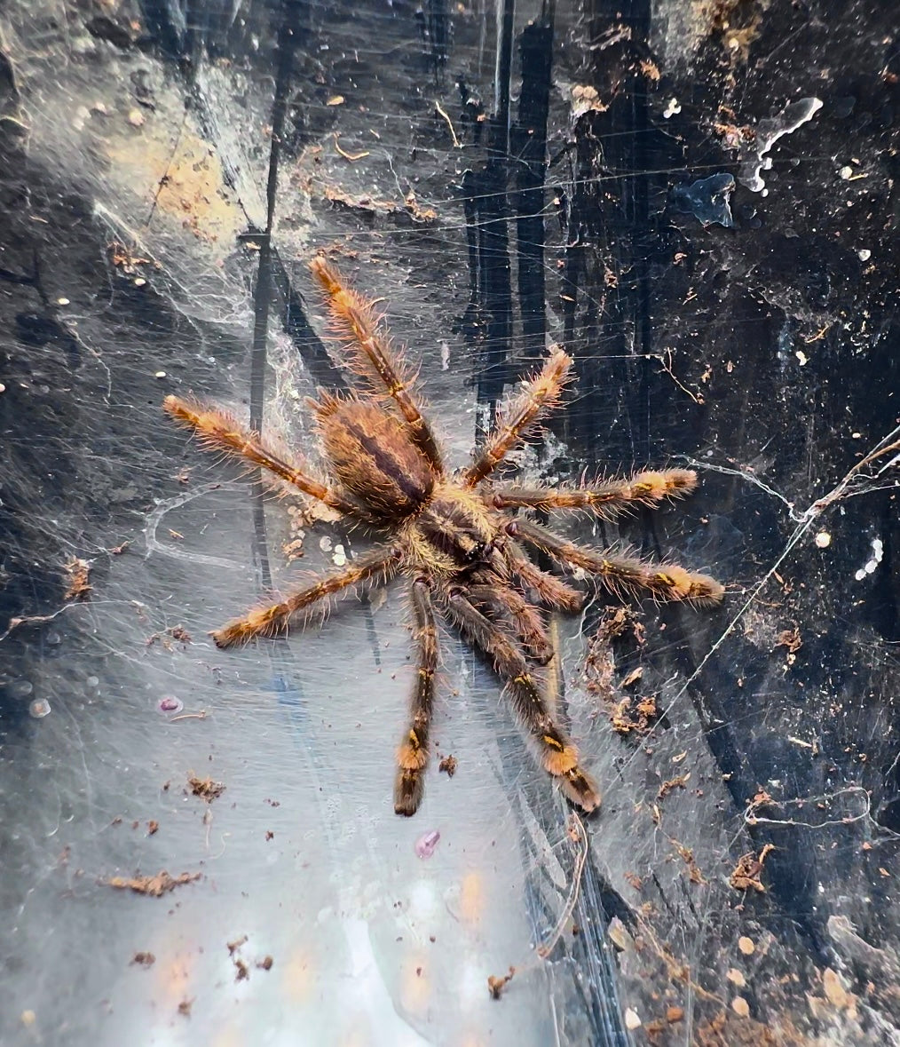 Unsexed  Poecilotheria ornata sling for sale - fringed Ornamental tarantula - 