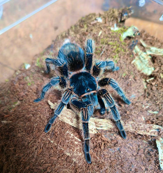 Thrixopelma sp. blue dwarf - formally known as Homoeomma sp. blue 