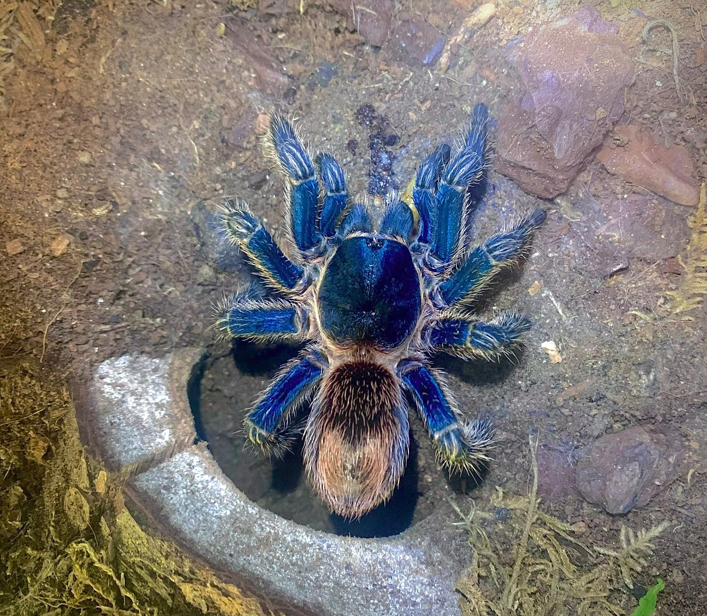 Thrixopelma cyaneolum “Red” - Cobalt Red Rump - For Sale