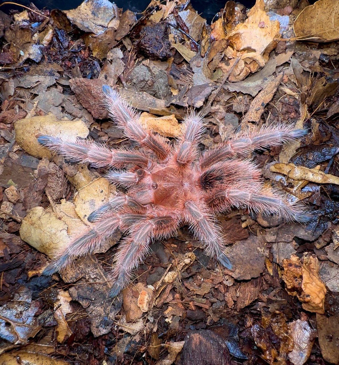 Grammostola rosea RCF tarantula on leaf litter 