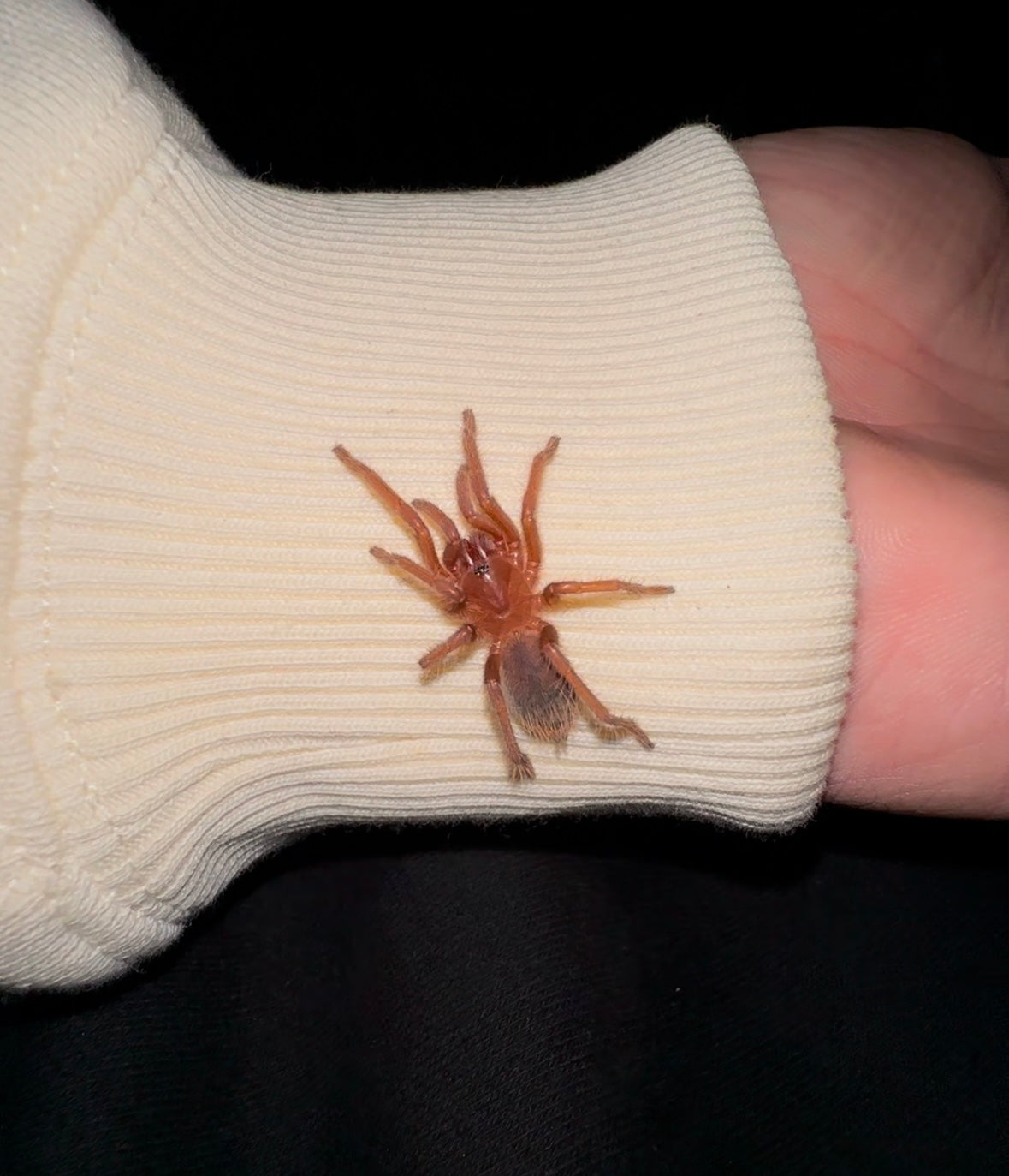 Juvenile male Citharacanthus Cyaneus tarantula on sleeve 