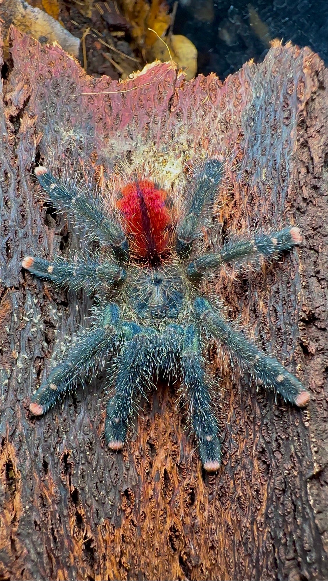 Avicularia variegata tarantula for sale - close up on tree bark 