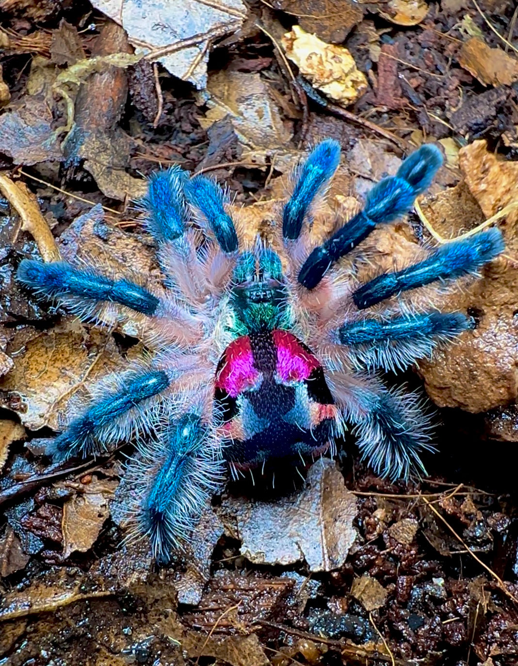 Typhochlaena seladonia Brazilian jewel tarantula in threat posture 