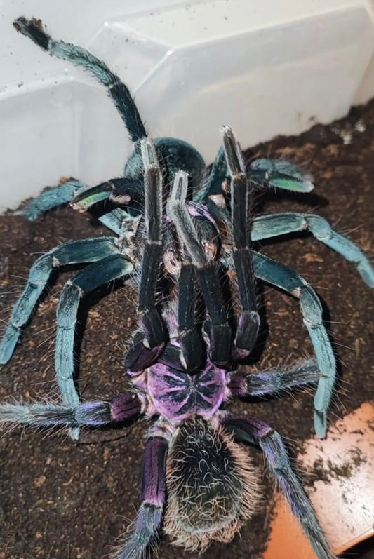 Xenenthis sp. Light - Shiny Columbian Bird Eater - Extremely RARE!