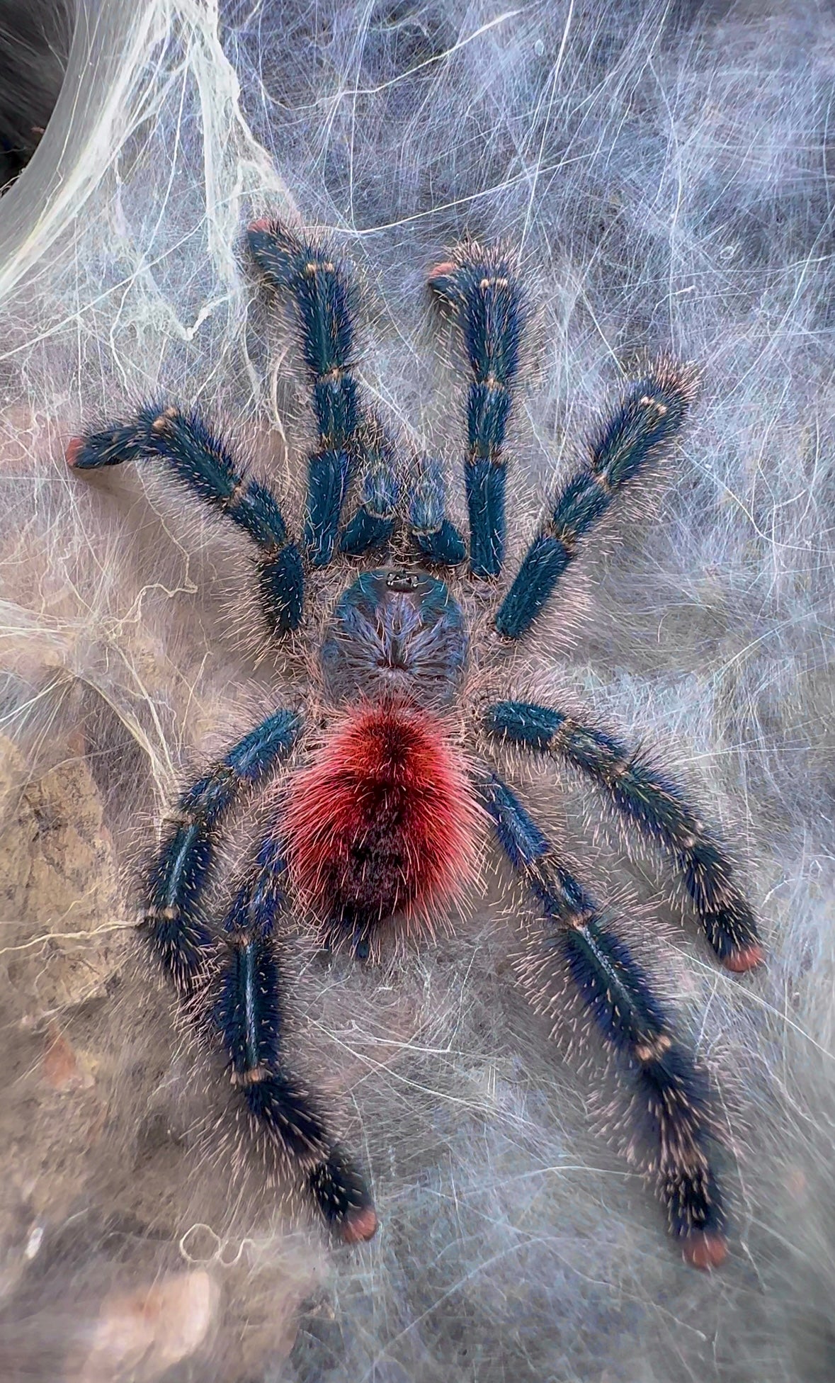 Best Tarantulas for Handling – Westside Tarantulas