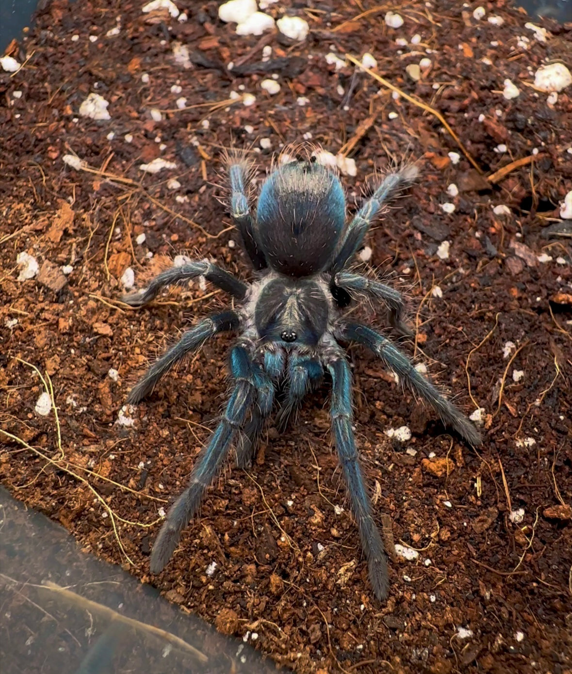 Phormictopus sp. Full Green 2.5+ inch female tarantula 