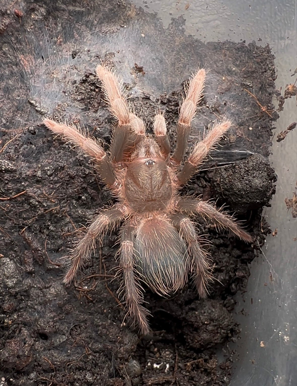 Acanthoscurria maga 2+ inch Juvenile female detail Molten Ruby Red Bird Eater 