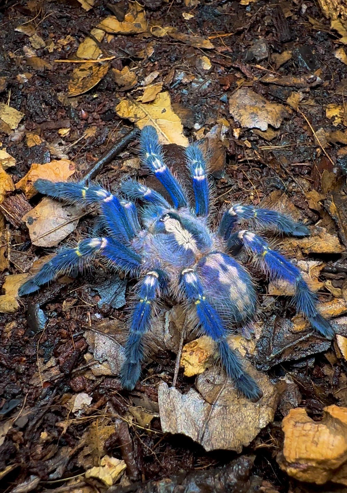 Gooty sapphire tarantula sub adult female on leaf litter! Poecilotheria Metallica 