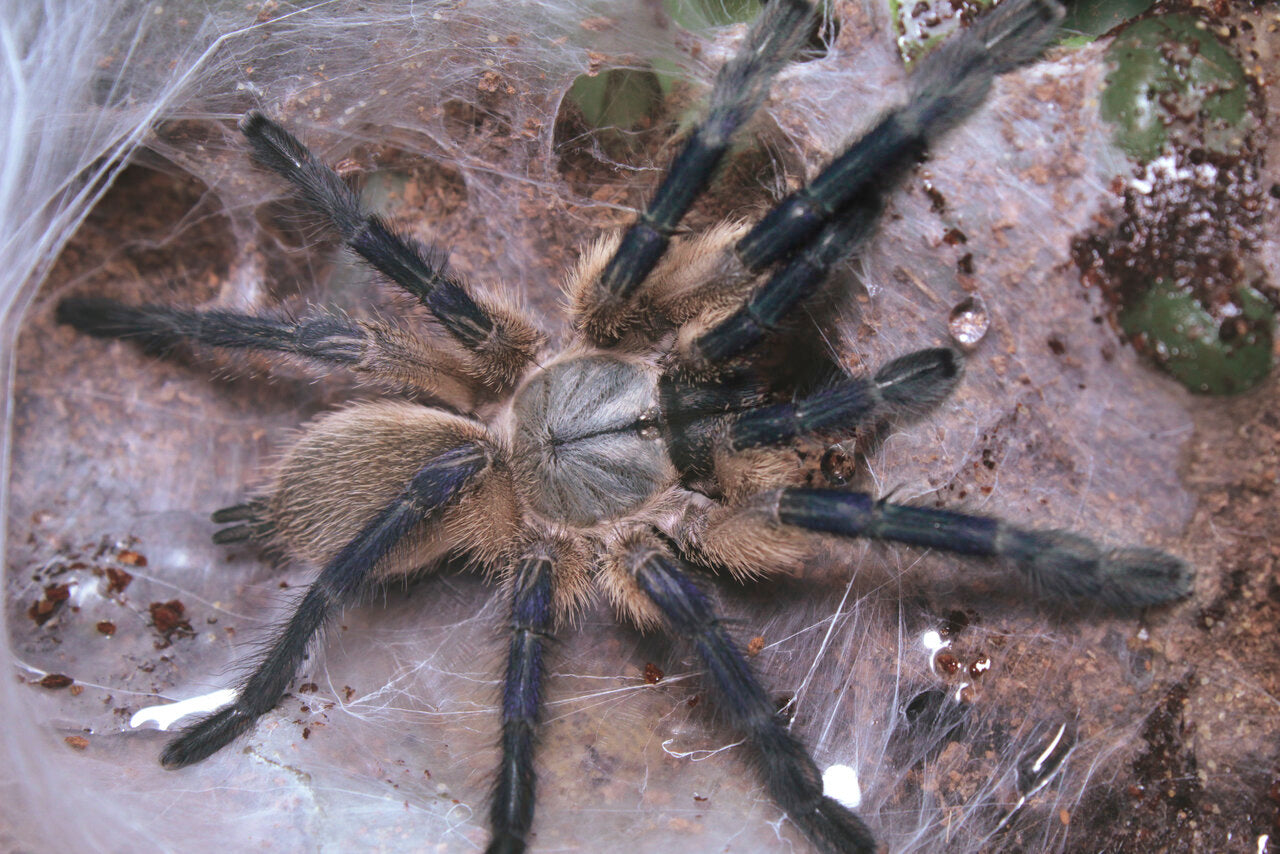 Normal color form Monocentropus balfouri 