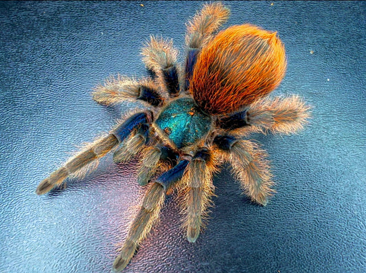 Aphonopelma moorea Mexican jade fuego adult female tarantula 