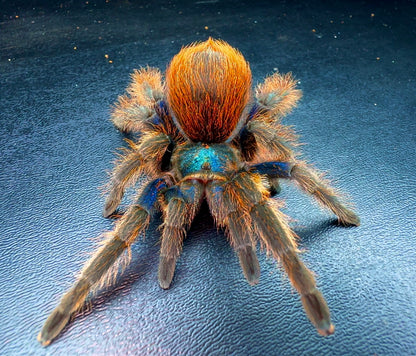 Mexican Jade Fuego tarantula adult female on table! Blue orange and gree tarantula 