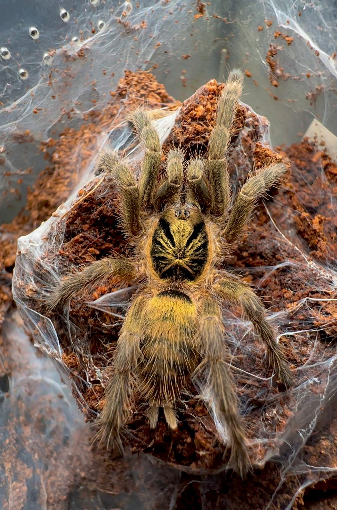 Neoholothele incei olive male tarantula 