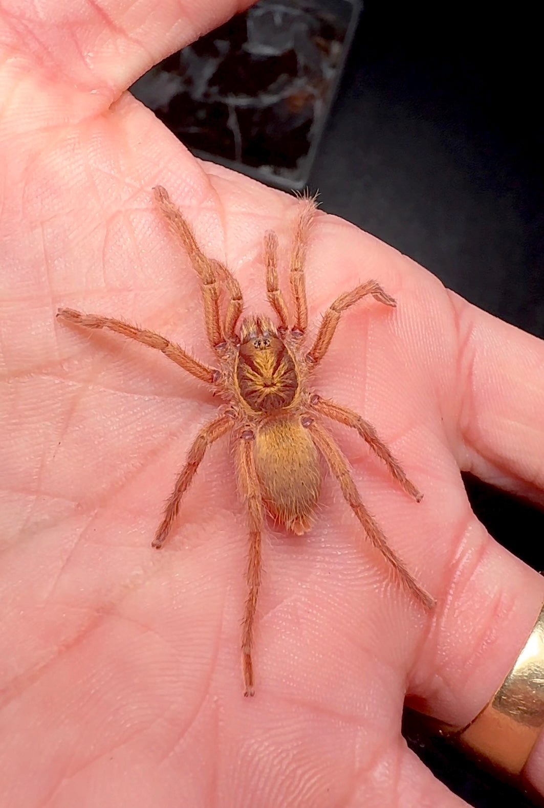 Neoholothele incei tarantula size on hand back side 