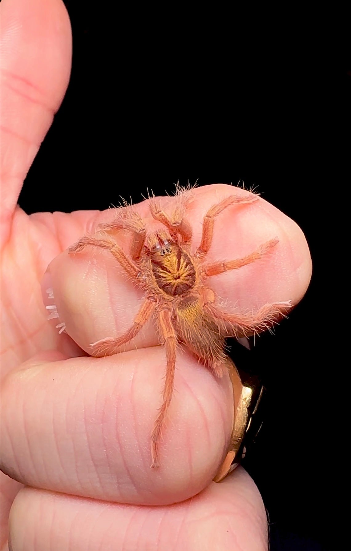 Trinidad golden tarantula on hand incei gold 