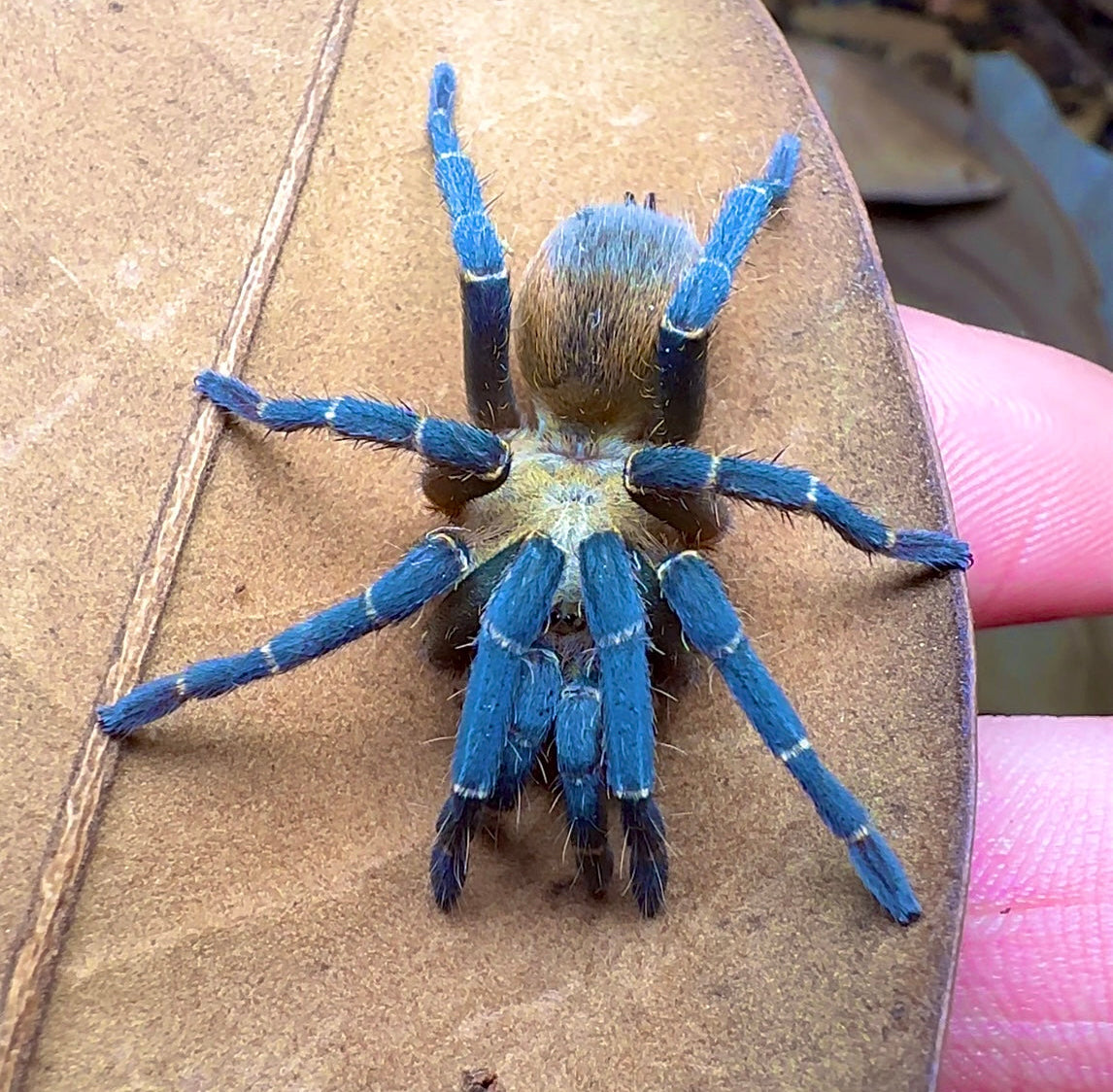 Theraphosidae sp. Kingfisher (Royal Blue Beauty) on hand full size 