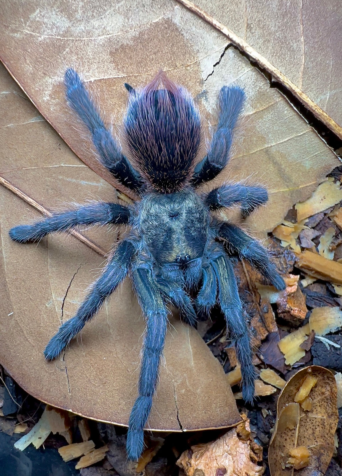 Phormictopus sp. sierra del borocco Goliath midnight nebula tarantula close up 