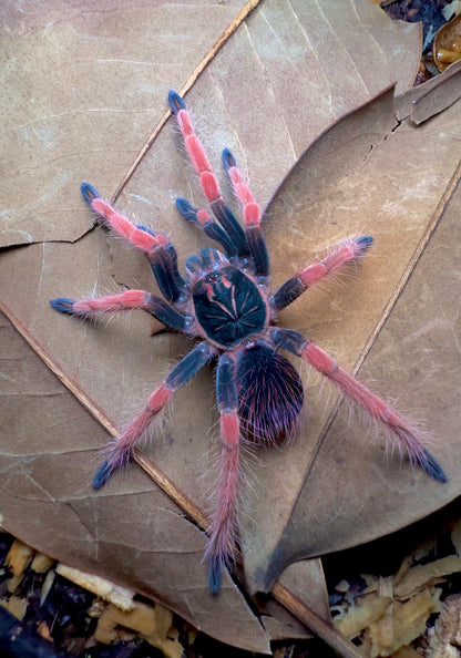 Pamphobeteus Solaris 3+ inch FEMALE + Elite Trio - VERY LIMITED BUNDLE