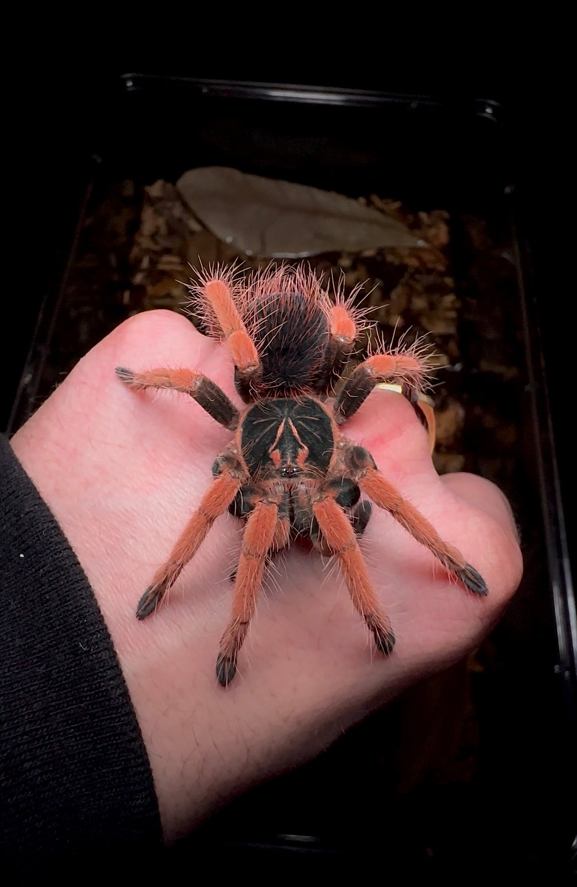 Pamphobeteus solaris female for sale on hand 