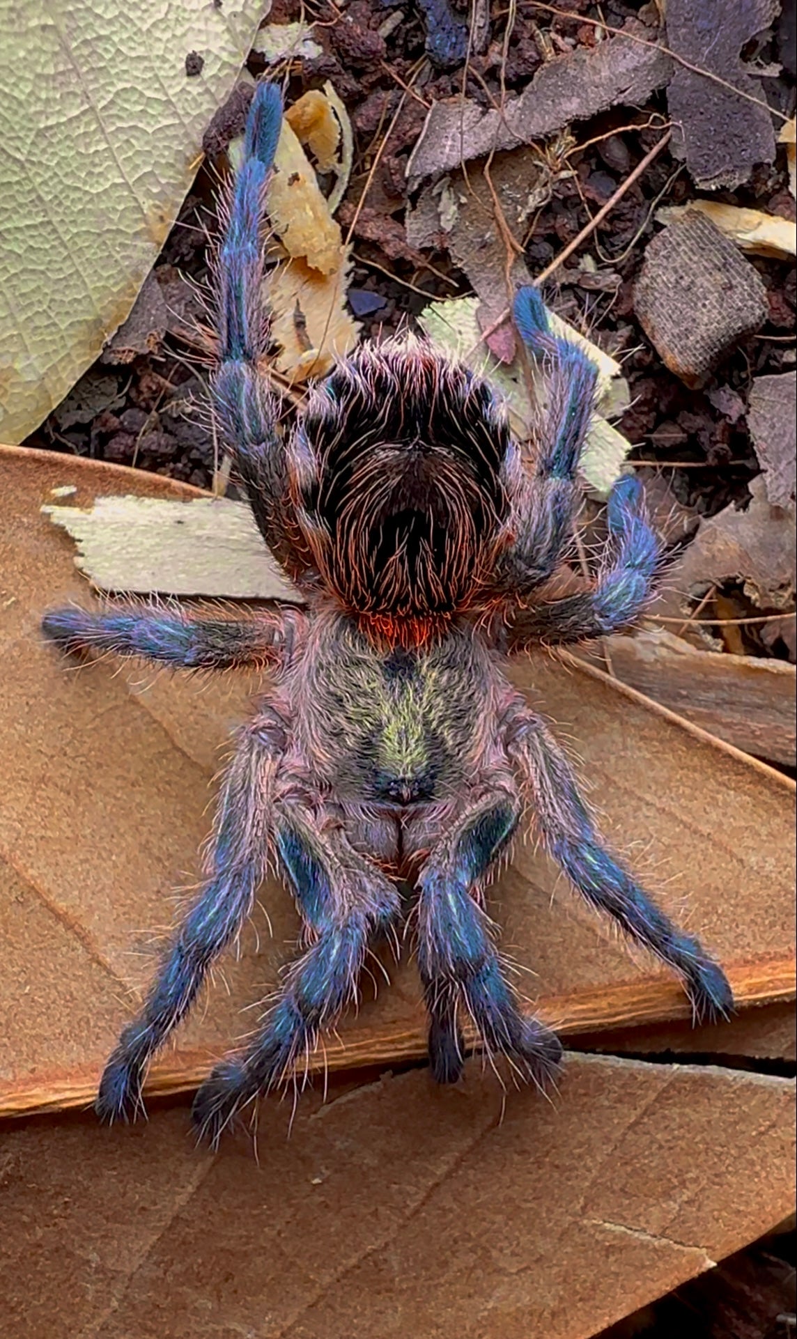 (Chilean Golden Flame) Euathlus Manicata Gold tarantula detail close up 