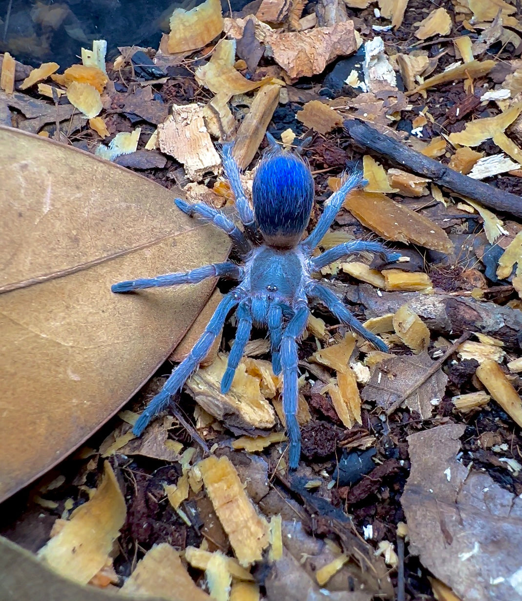 Blue dwarf bottle booty Psuedohapalopus sp. blue 