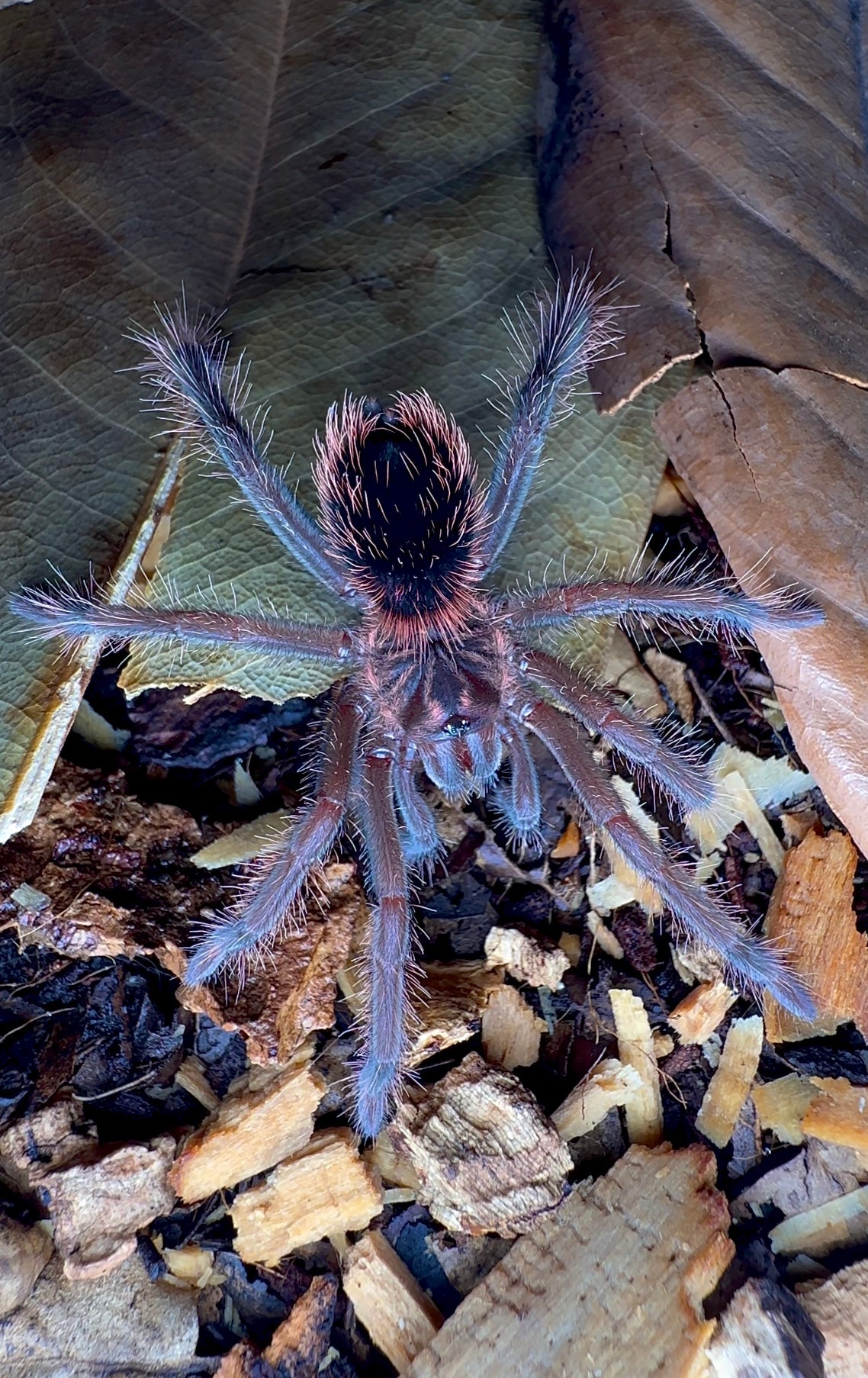 Xenenthis intermedia tarantula 3+ inch Female front side 