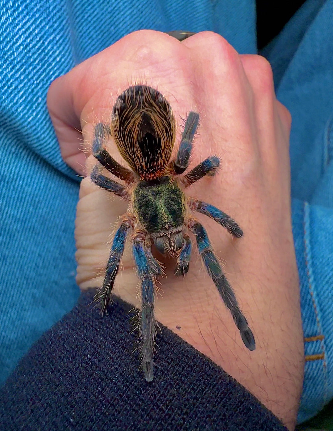 Smaragd Tiger tarantula on hand (blue green and orange dwarf tarantula) Euathlus 