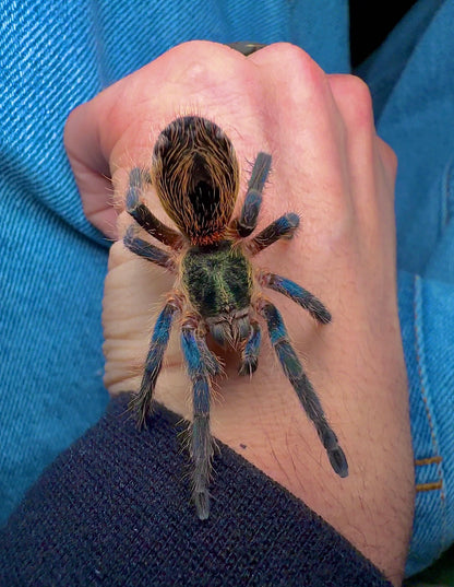 Smaragd Tiger tarantula on hand (blue green and orange dwarf tarantula) Euathlus 