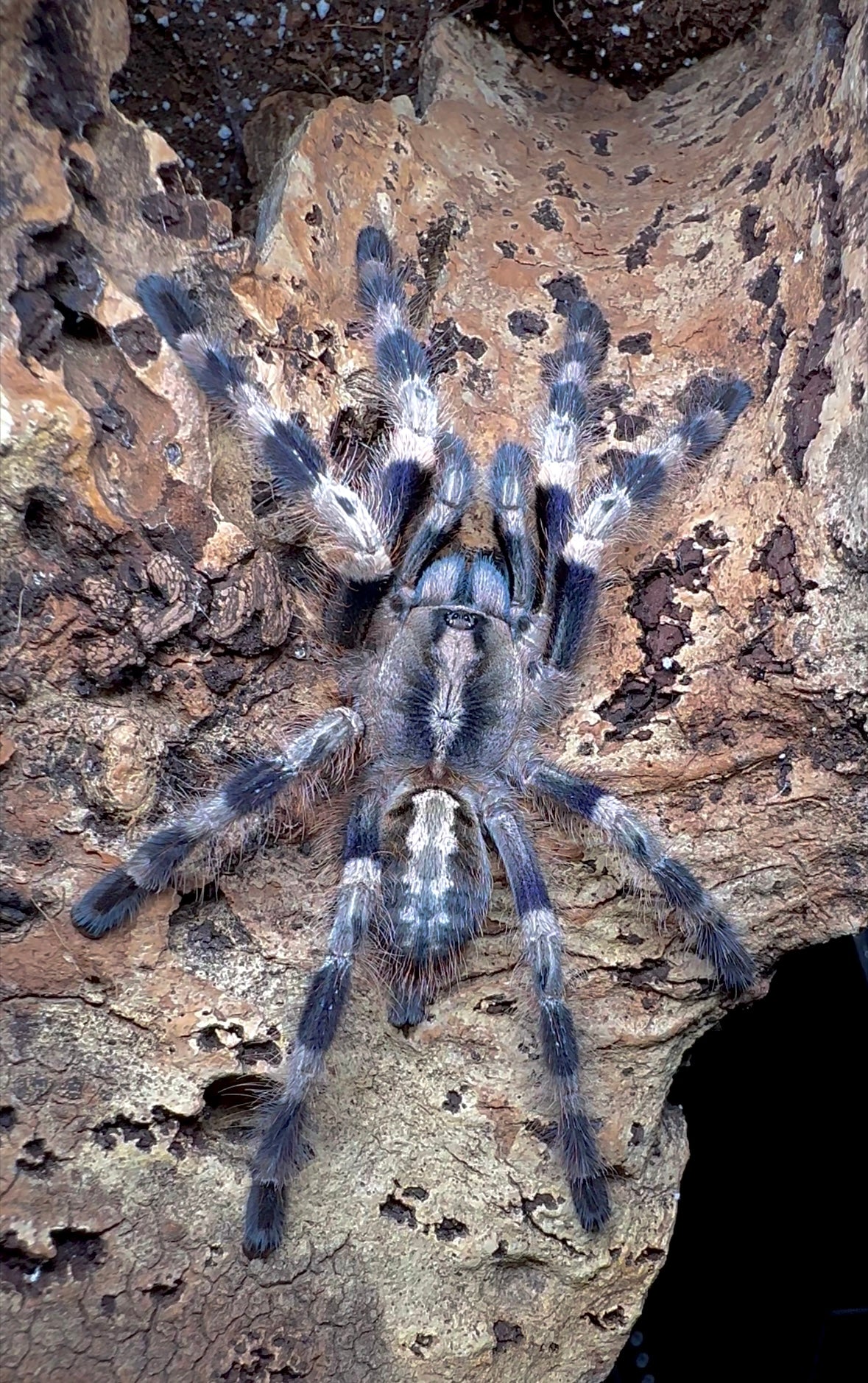 Poecilotheria Miranda tarantula close up back side 