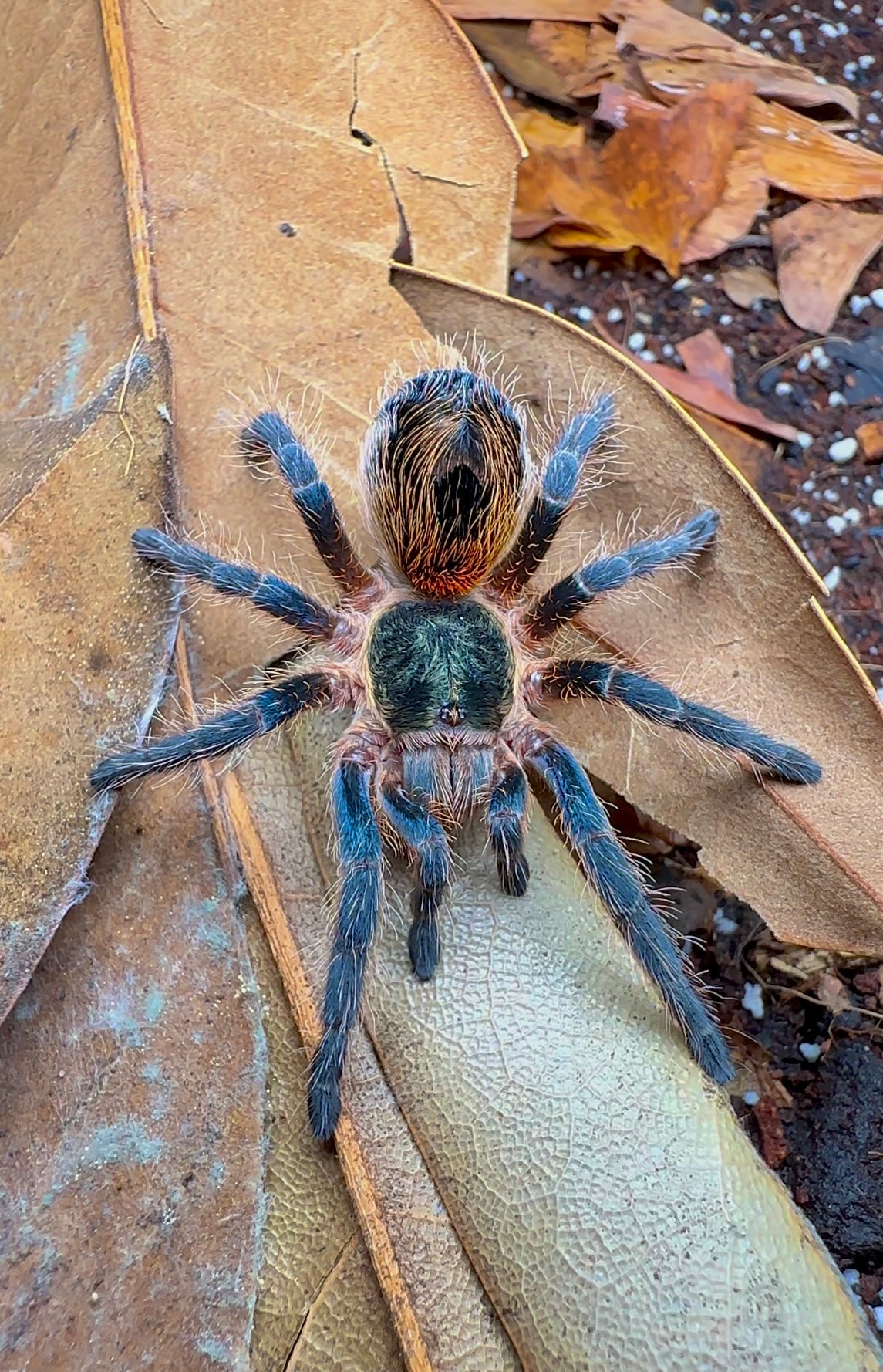 Euathlus sp. smaragd tiger tarantula close up on leaf 