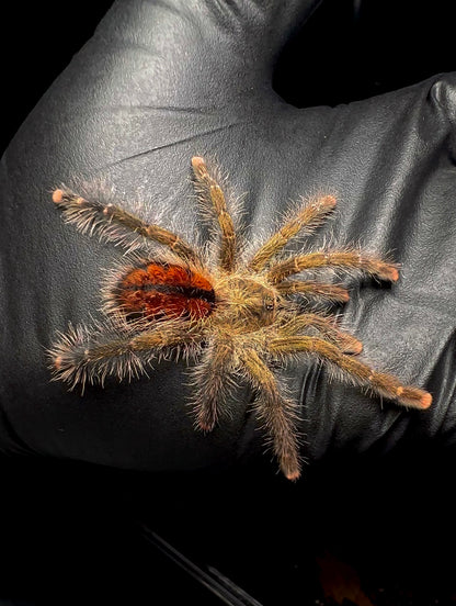 Avicularia Juruensis M1 (Urticans green) juvenile female on hand with black glove 