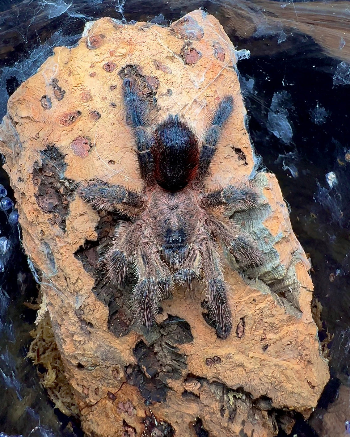 Avicularia merianae - Shadow Flame Pink Toe - Adult Female – Westside ...