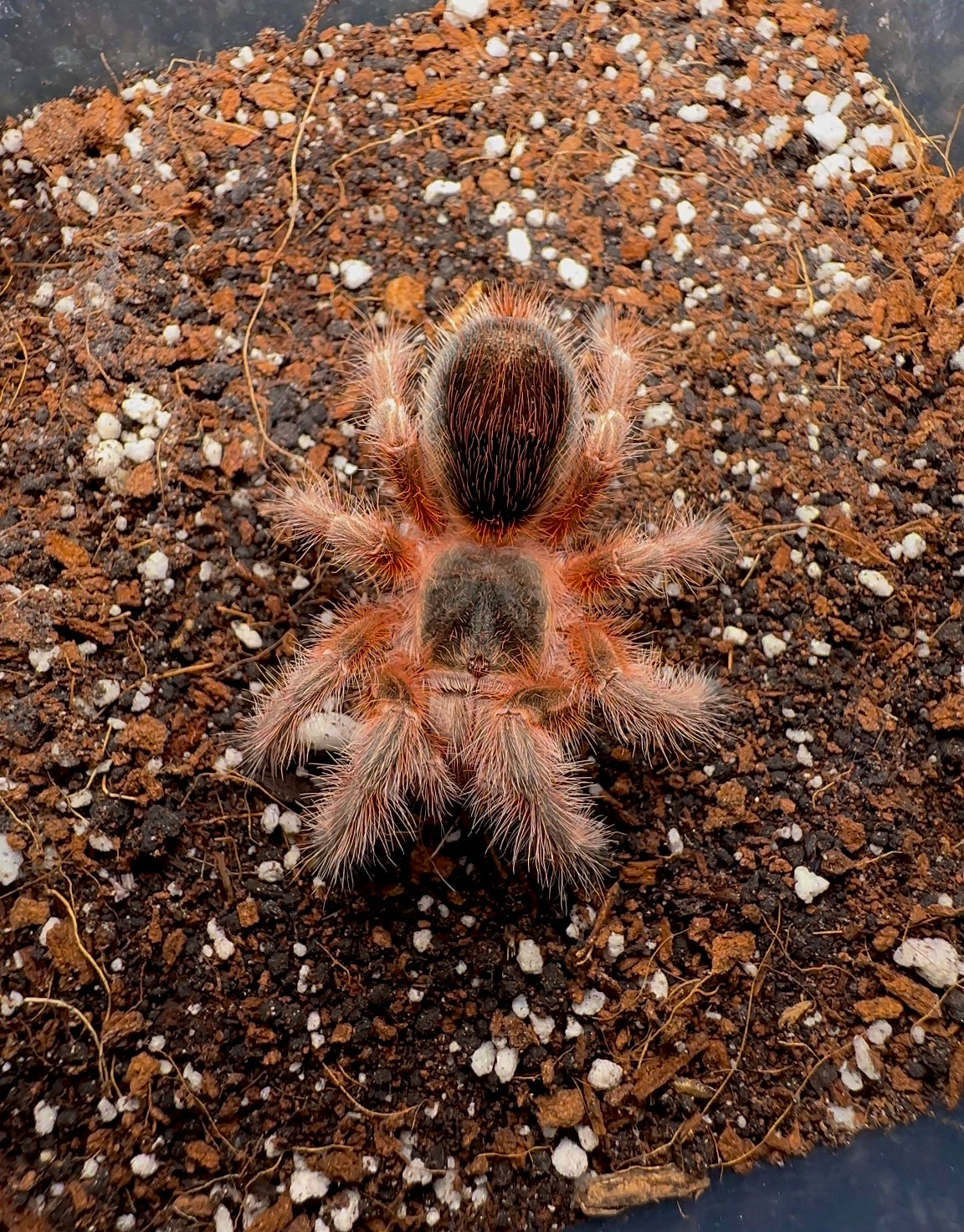 Grammostola Concepcion - Chilean Lava Cream - EXTREMELY RARE!