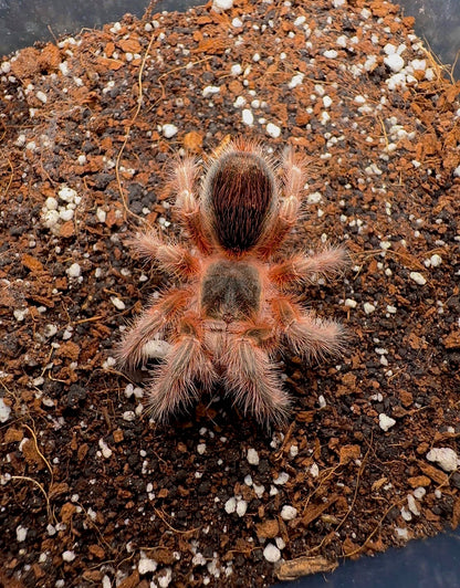Grammostola Concepcion - Chilean Lava Cream - EXTREMELY RARE!