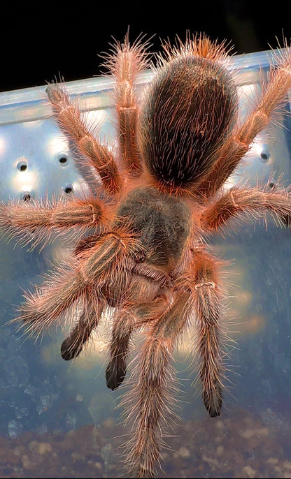 Grammostola Concepcion - Chilean Lava Cream - EXTREMELY RARE!