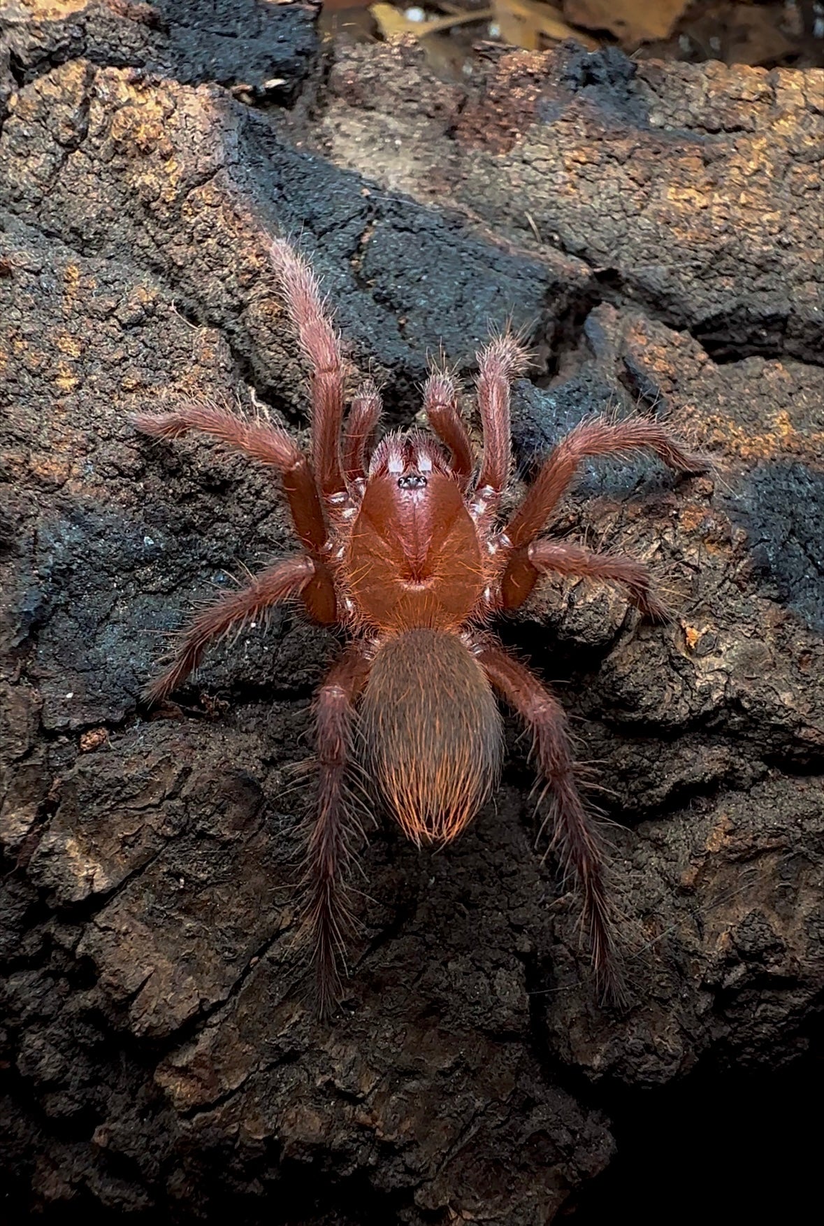 Juvenile female Citharacanthus Cyaneus tarantula close up front side 
