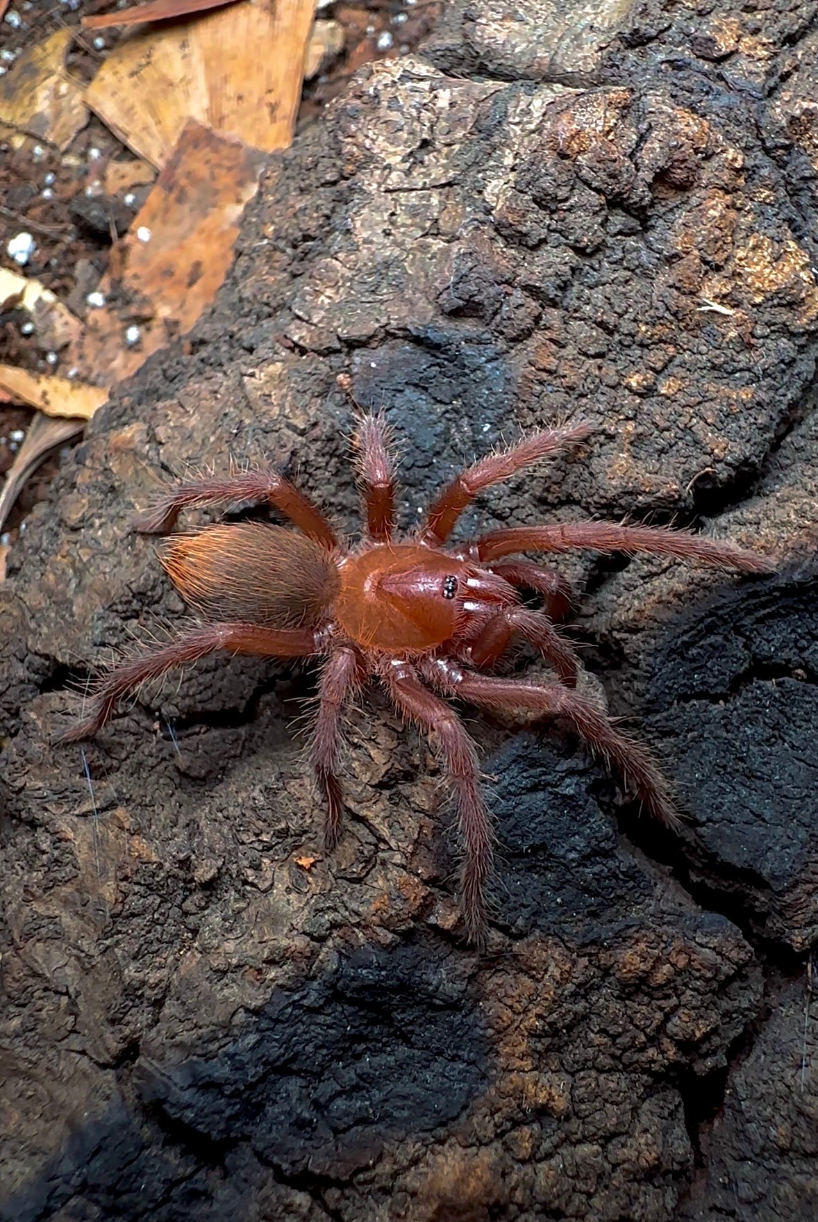 Citharacanthus Cyaneus - Orange/Violet Masked Tarantula Juvenile Female close up side shot 