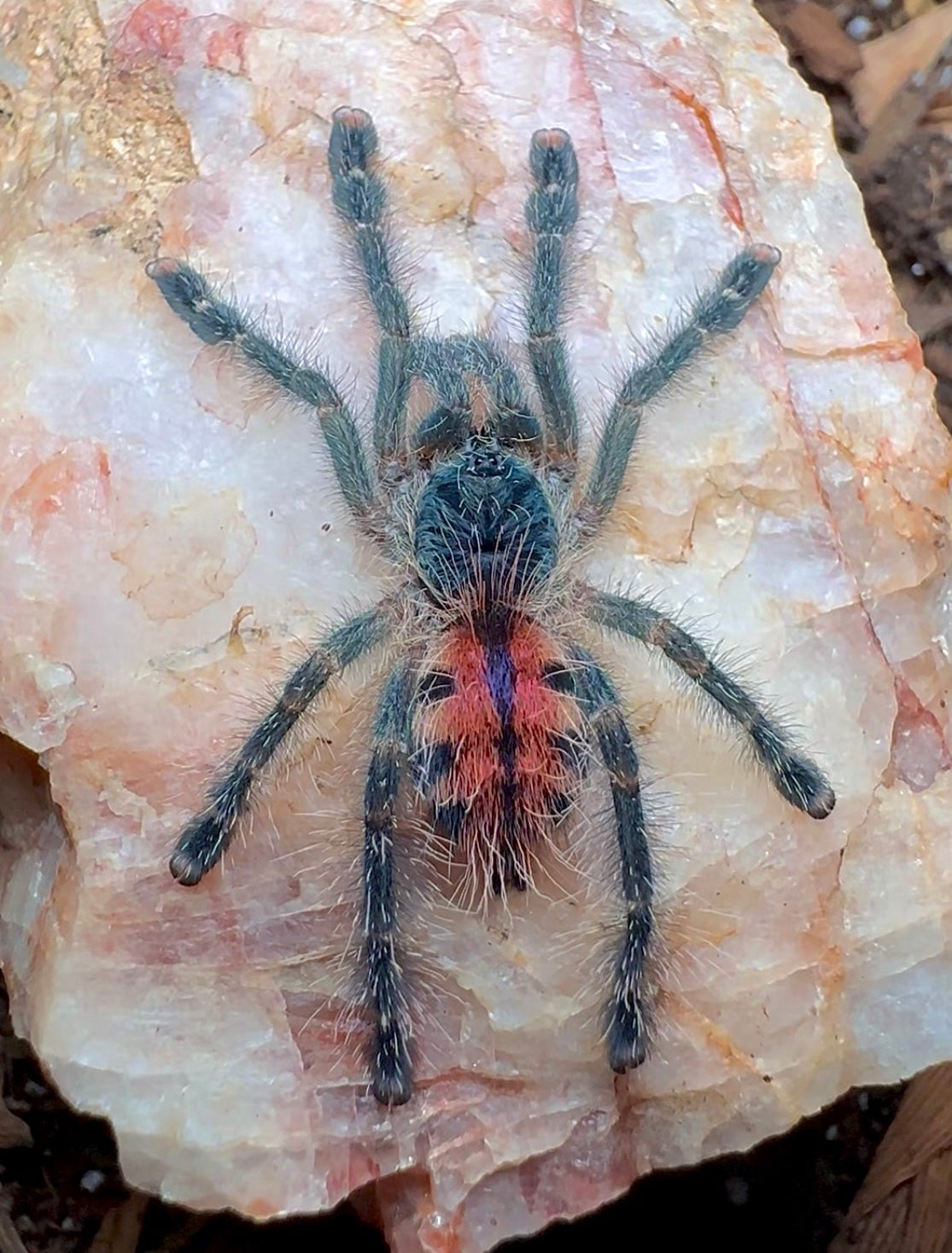 Avicularia variegata Juvenile tarantula close up on rock 