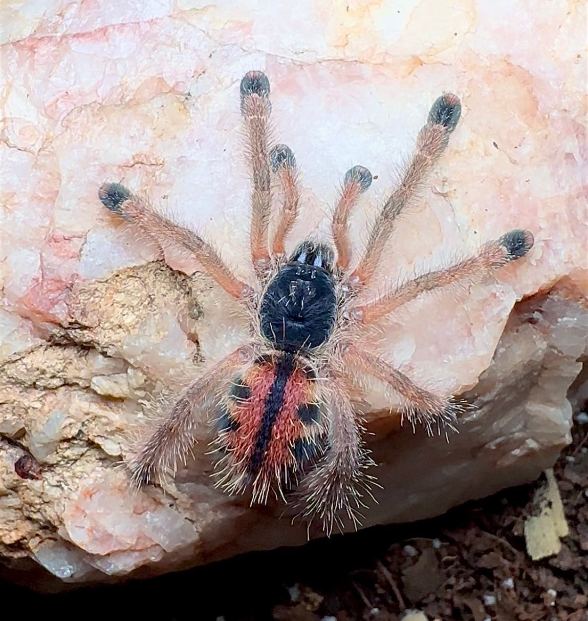3 inch female Avicularia Tucurui tarantula on pink rock 