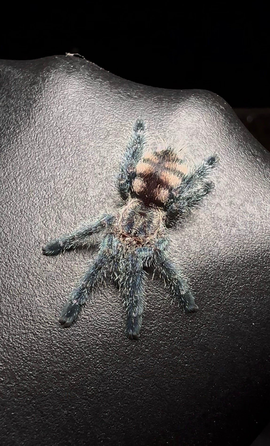 Avicularia sp. Ecuador - Tic Tac Purple Pink Toe Tarantula juvenile female for sale. On hand for size comparison detail 