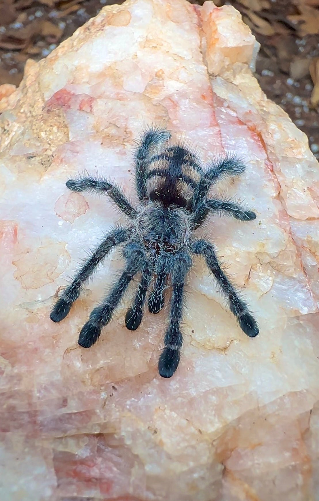 Royal purple pink toe tarantula - Avicularia sp. Ecuador juvenile female close up on rock 