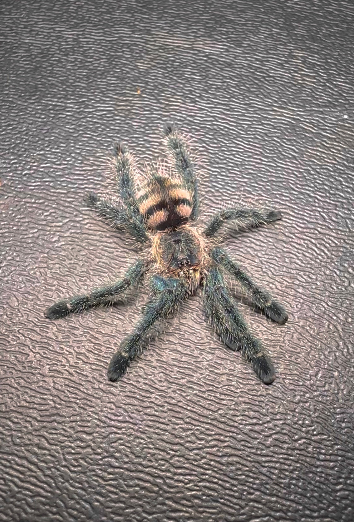Avicularia sp. Columbia Tarantula unsexed sling for sale 