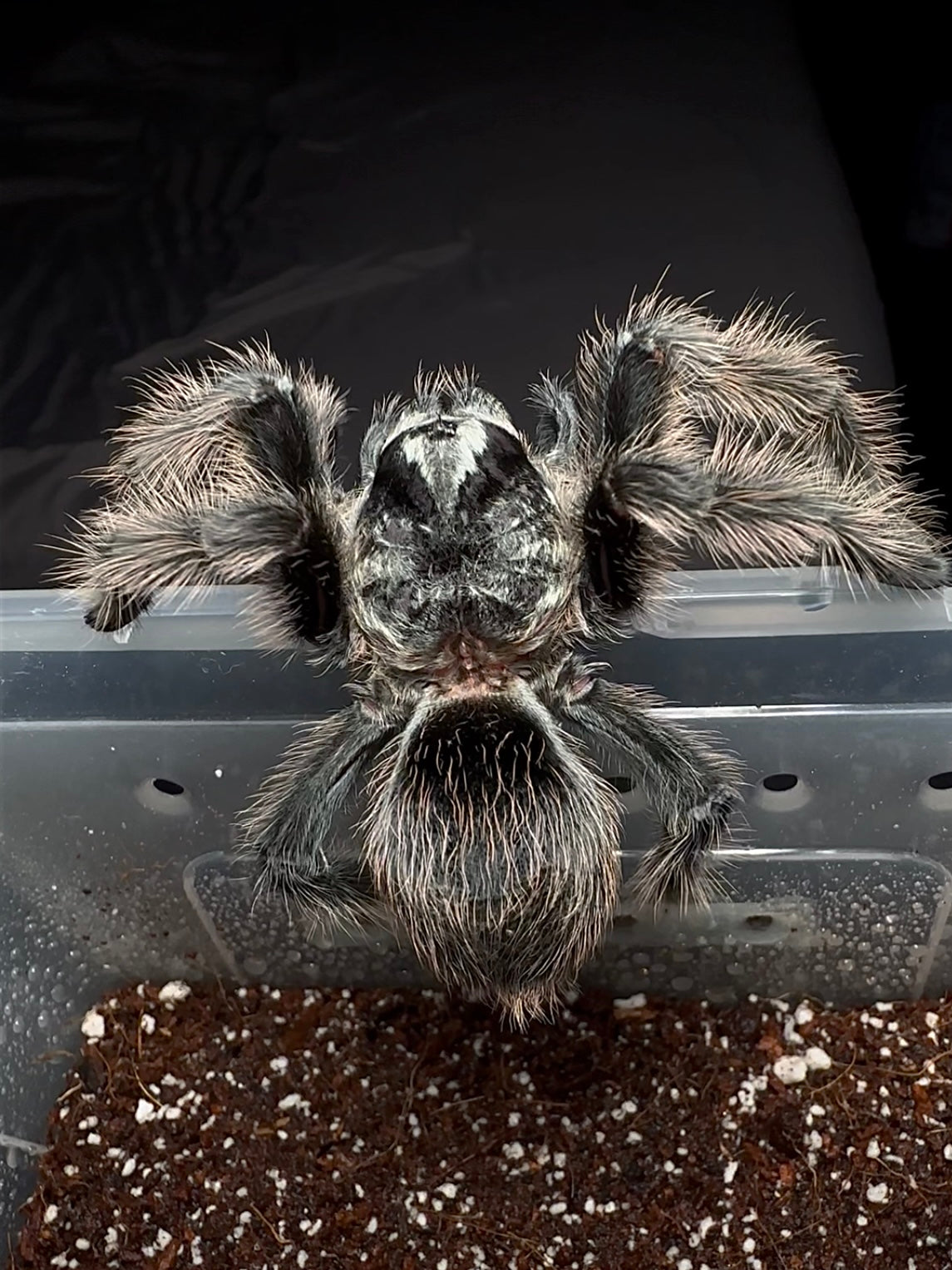 Grammostola grossa - Brazilian Silver Bird Eater tarantula crawling out of her enclosure 