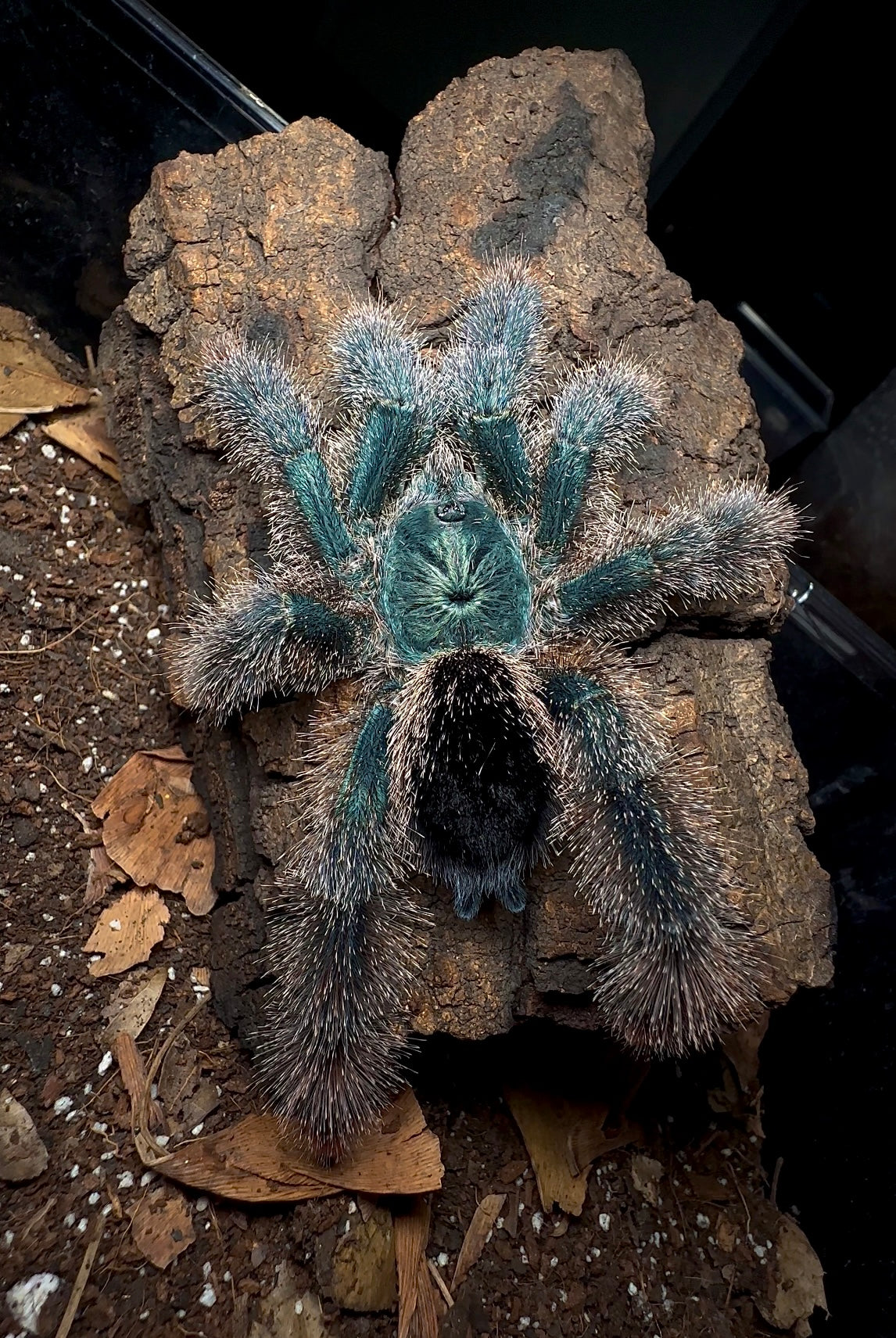 Metallic pink toe tarantula for sale 